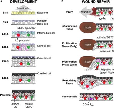 Building vs. Rebuilding Epidermis: Comparison Embryonic Development and Adult <mark class="highlighted">Wound Repair</mark>